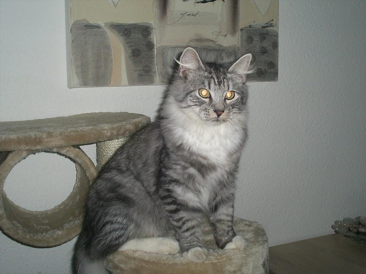 Maine Coon Bamse billede 6