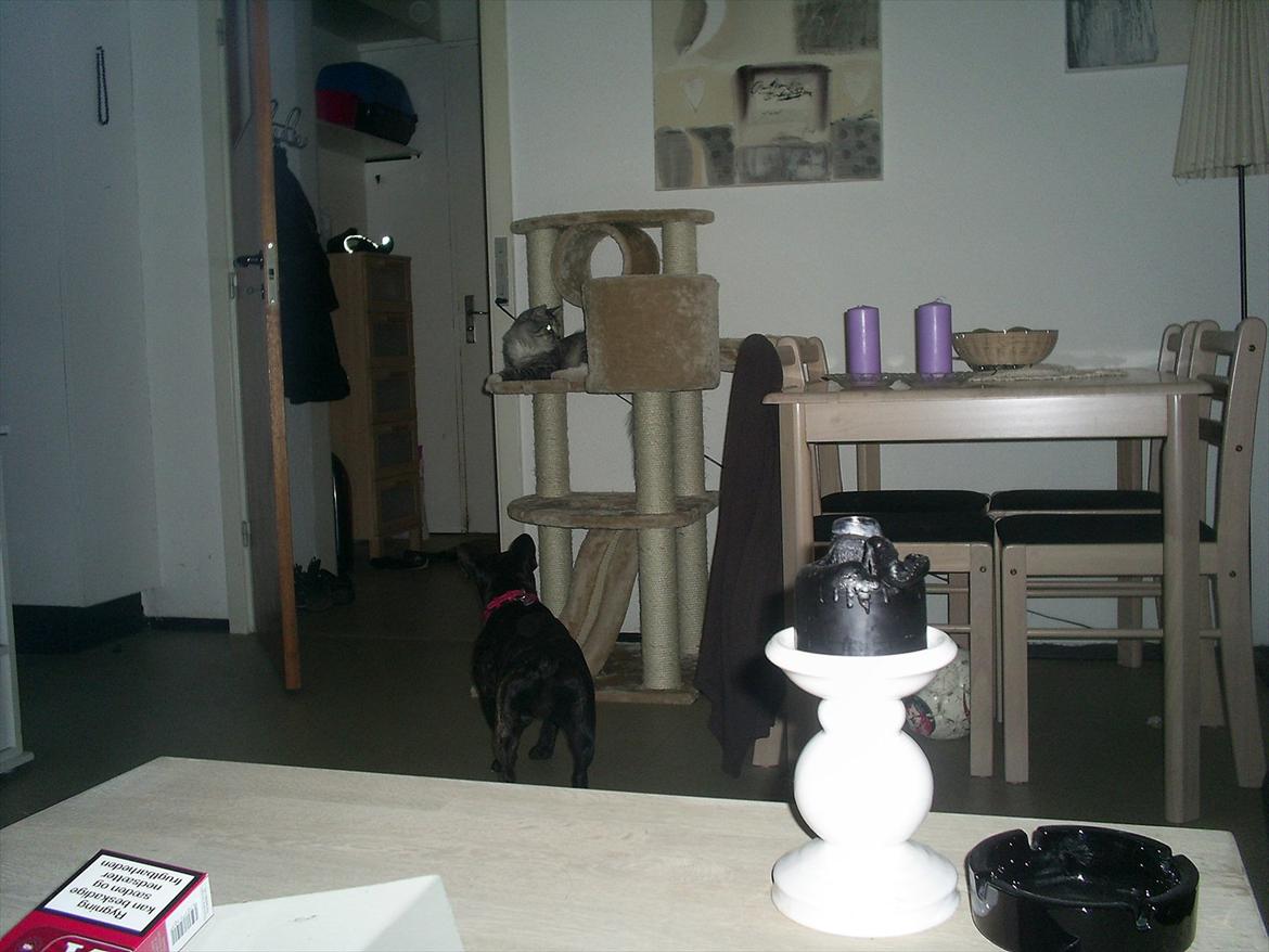 Maine Coon Bamse billede 7