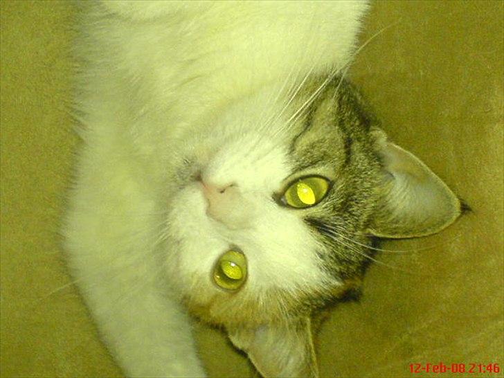 Huskat Baby billede 1