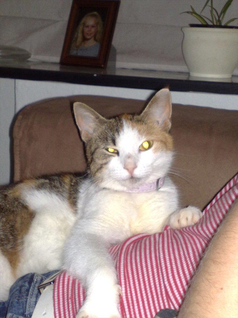 Huskat Baby billede 2