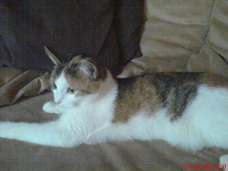 Huskat Baby billede 3