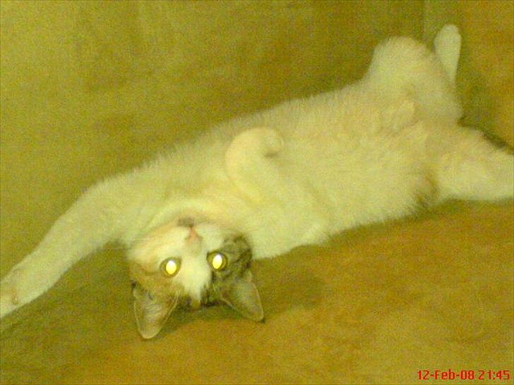 Huskat Baby billede 4