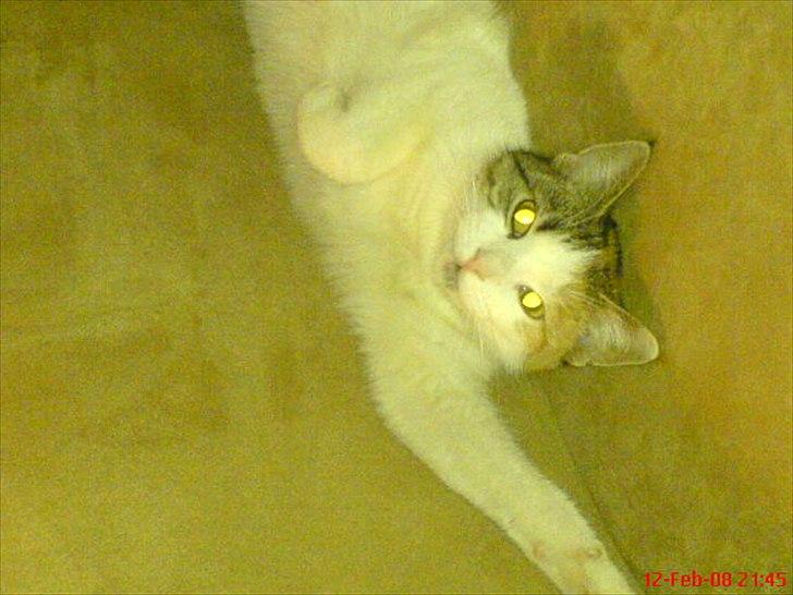 Huskat Baby billede 6