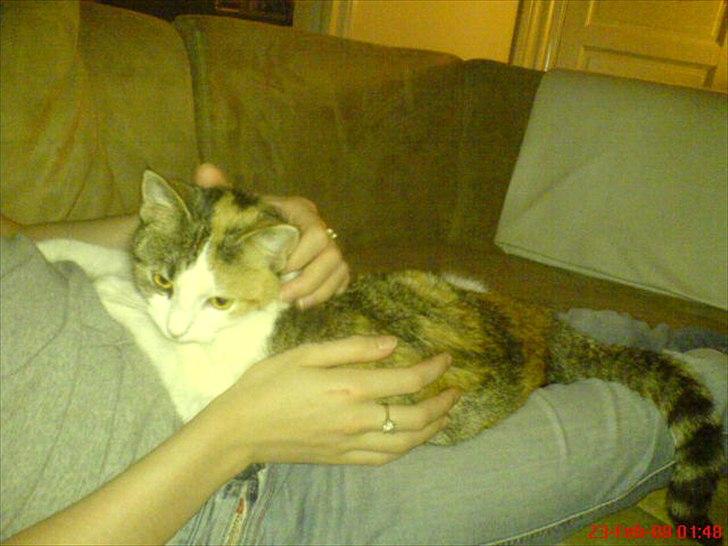 Huskat Baby billede 7