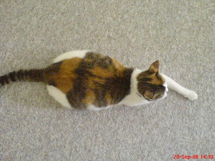 Huskat Baby billede 9