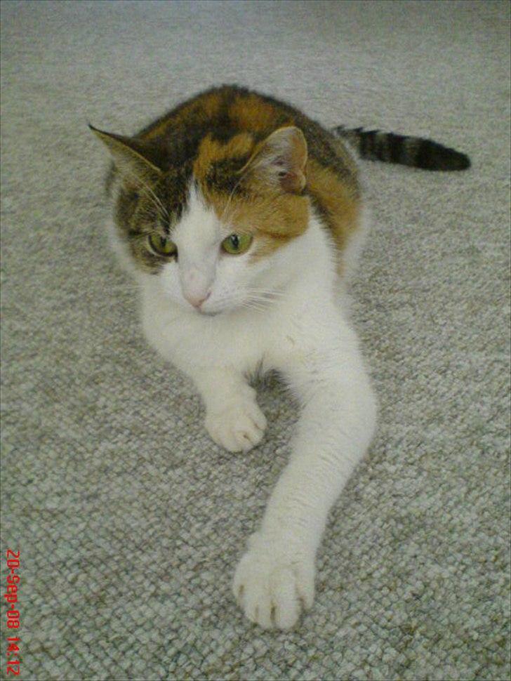 Huskat Baby billede 5