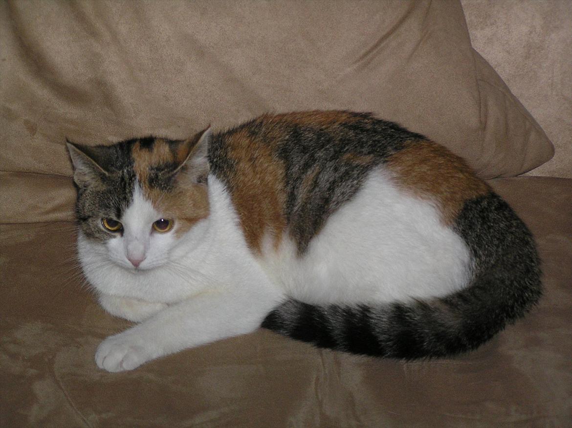 Huskat Baby billede 10