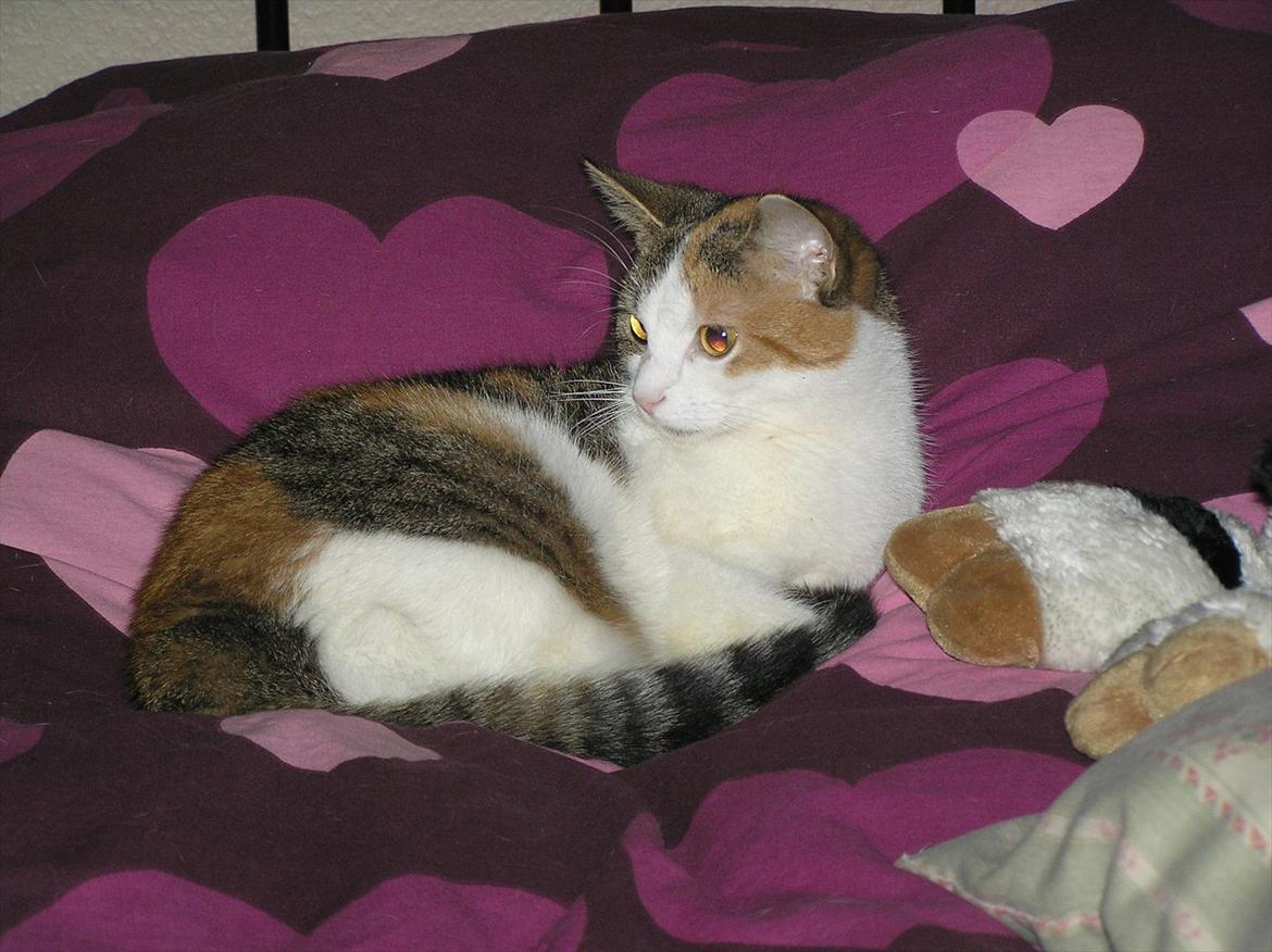 Huskat Baby billede 11