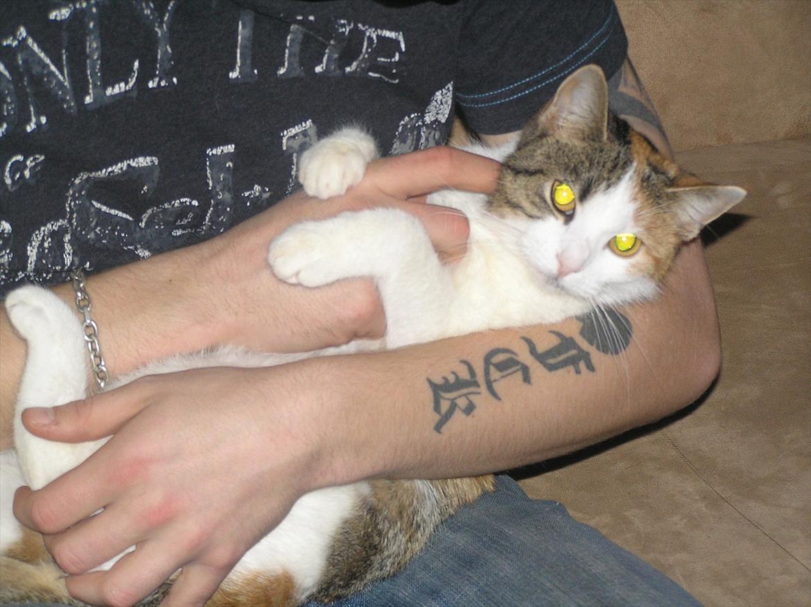 Huskat Baby billede 12