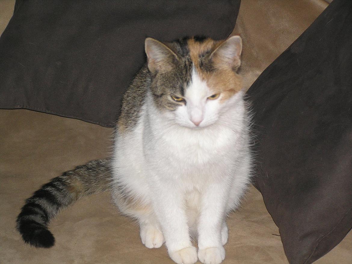 Huskat Baby billede 13