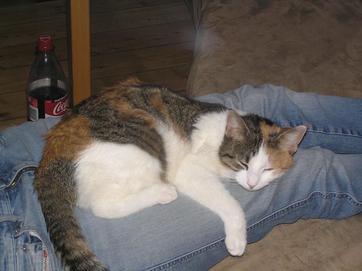 Huskat Baby billede 14