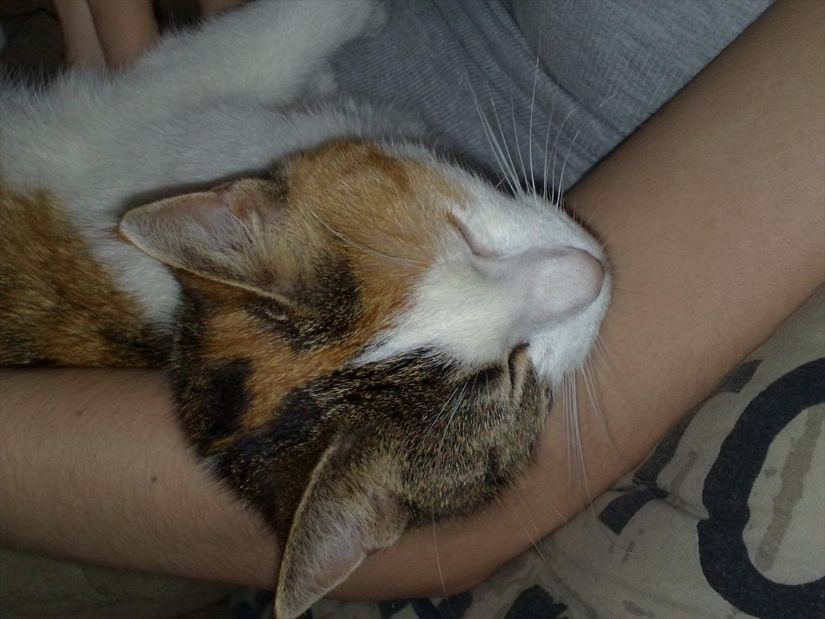 Huskat Baby billede 15