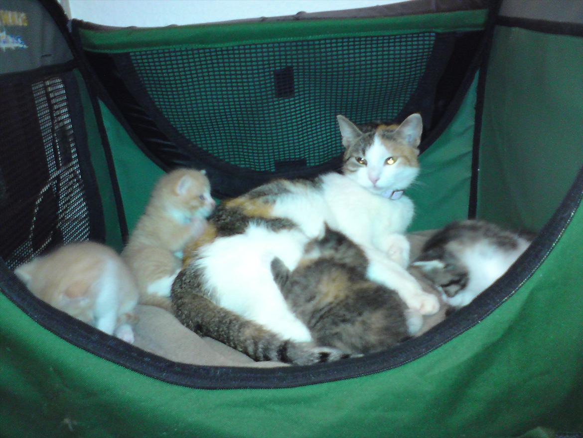 Huskat Baby billede 8