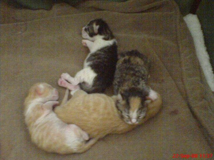 Huskat Baby billede 16