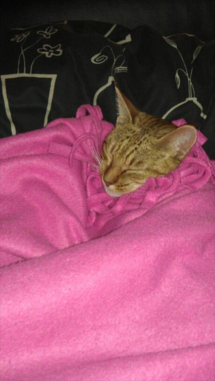 Ocicat Sarah billede 3