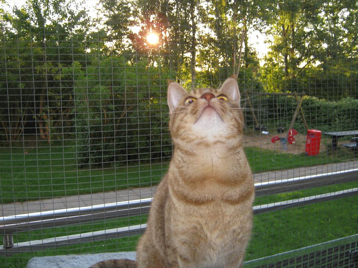 Ocicat Sarah billede 4