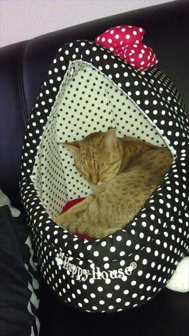 Ocicat Sarah billede 5