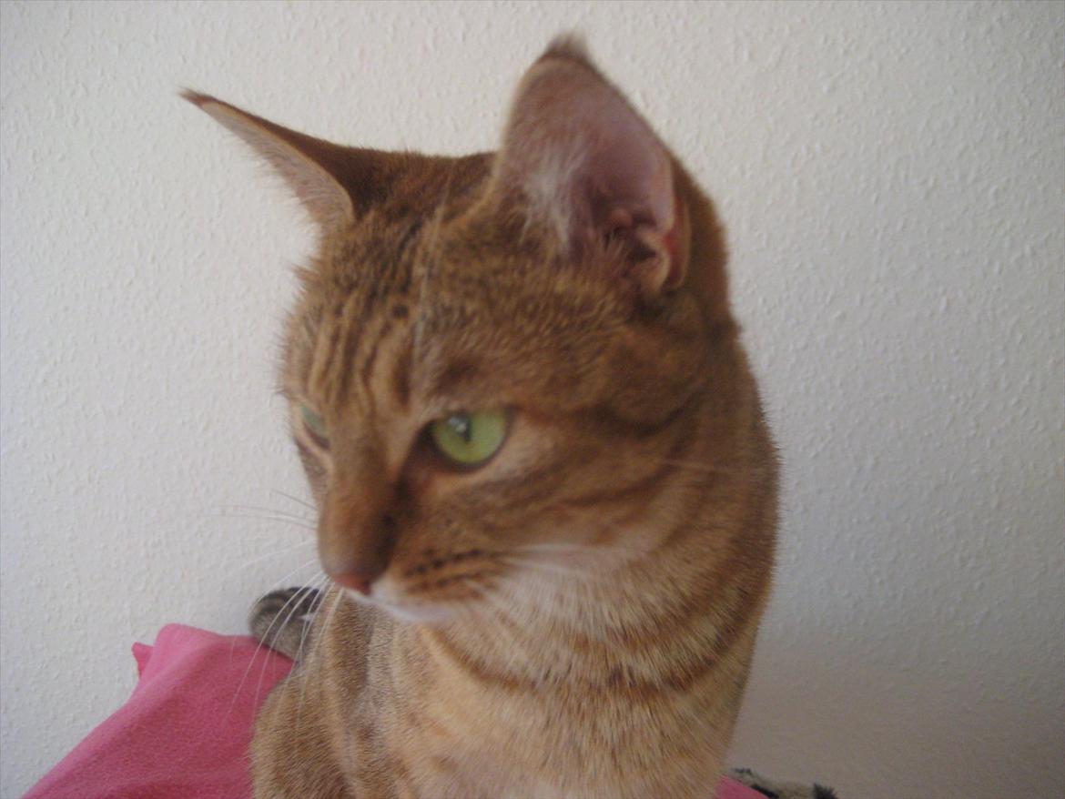 Ocicat Sarah billede 6