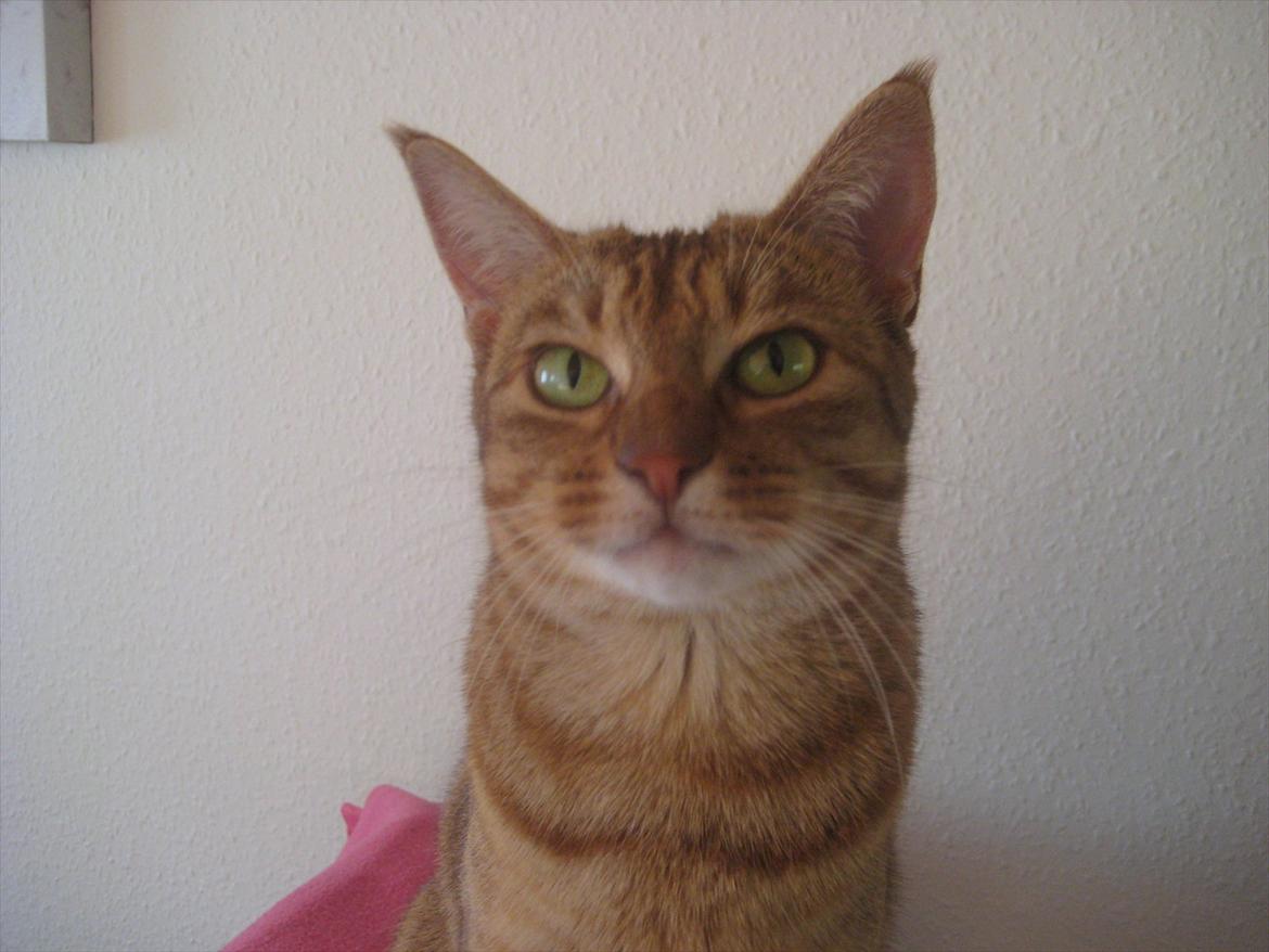 Ocicat Sarah billede 8