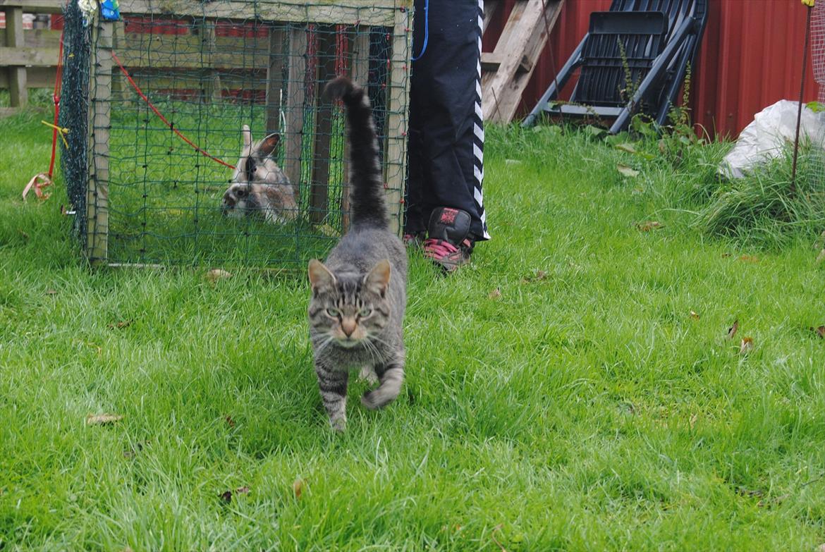 Huskat Floffy;* billede 2