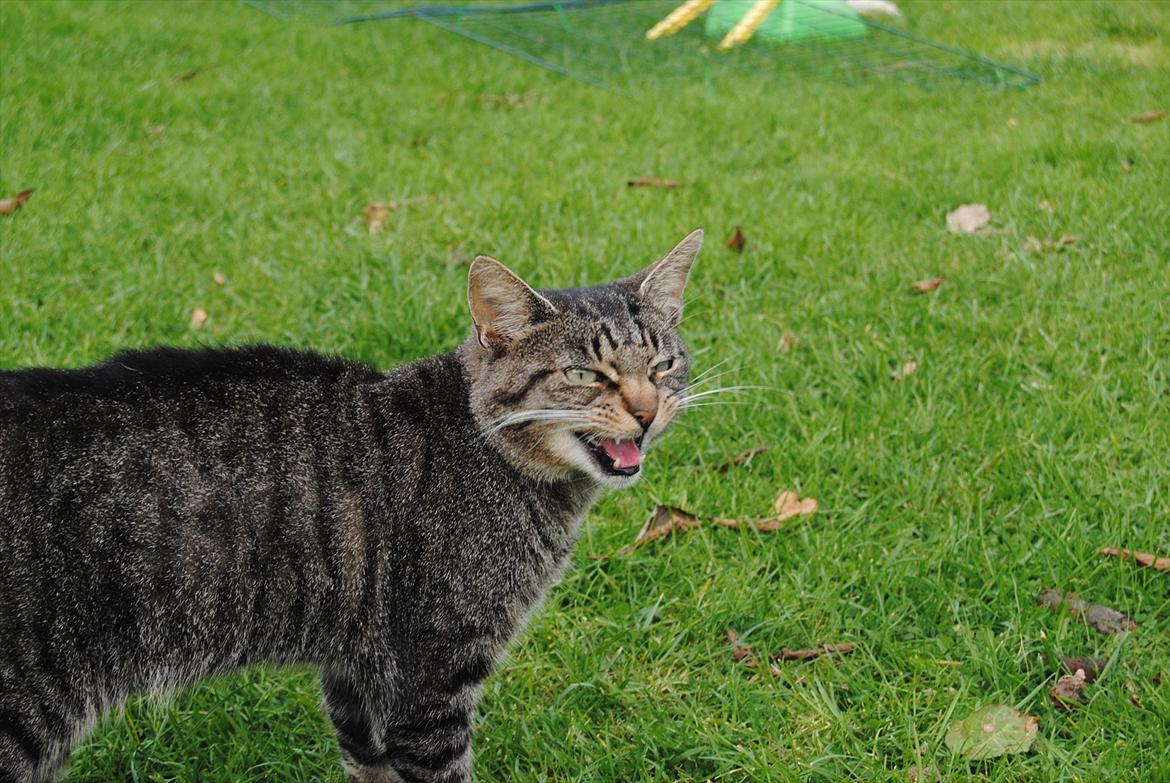 Huskat Floffy;* billede 1