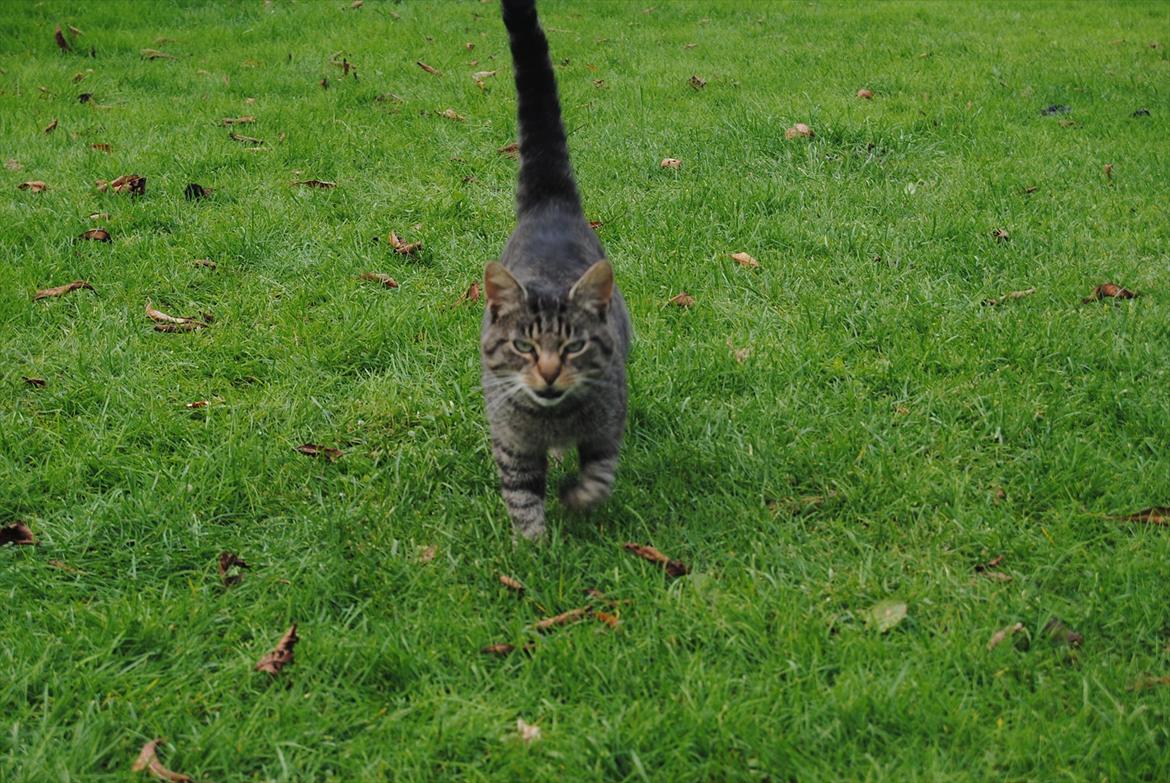 Huskat Floffy;* billede 3