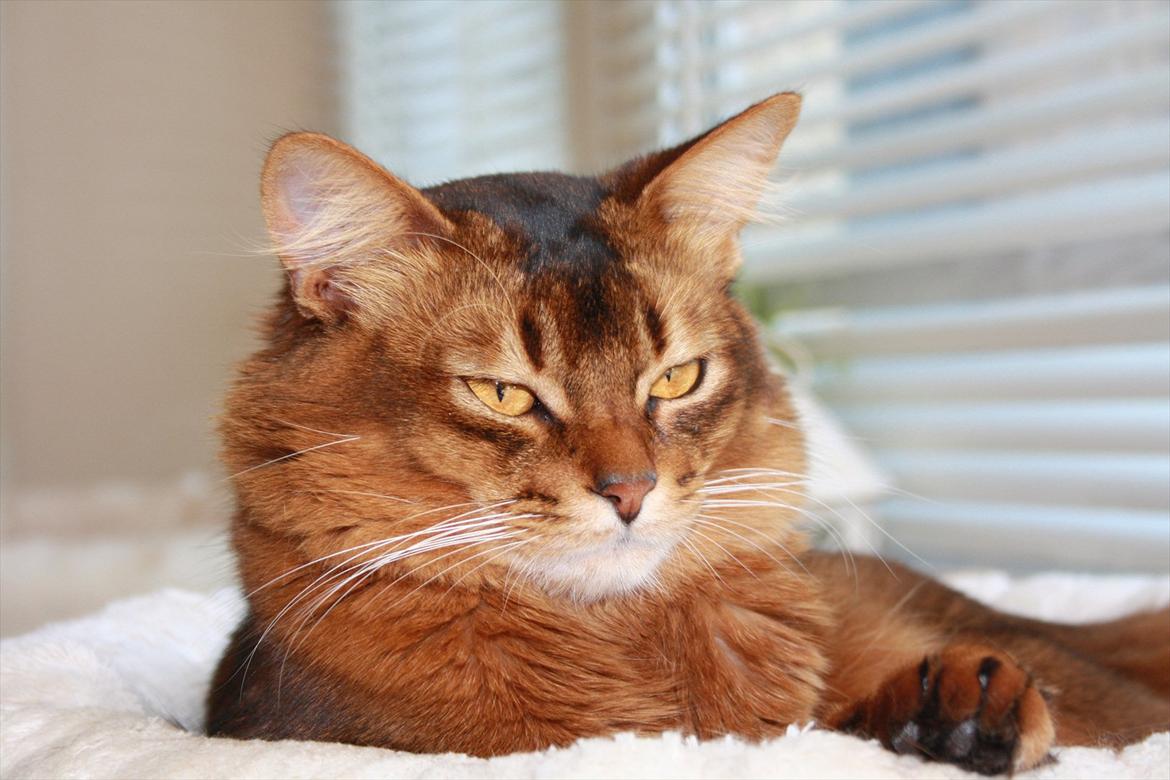 Somali Catika's Let's Go Crazy billede 1