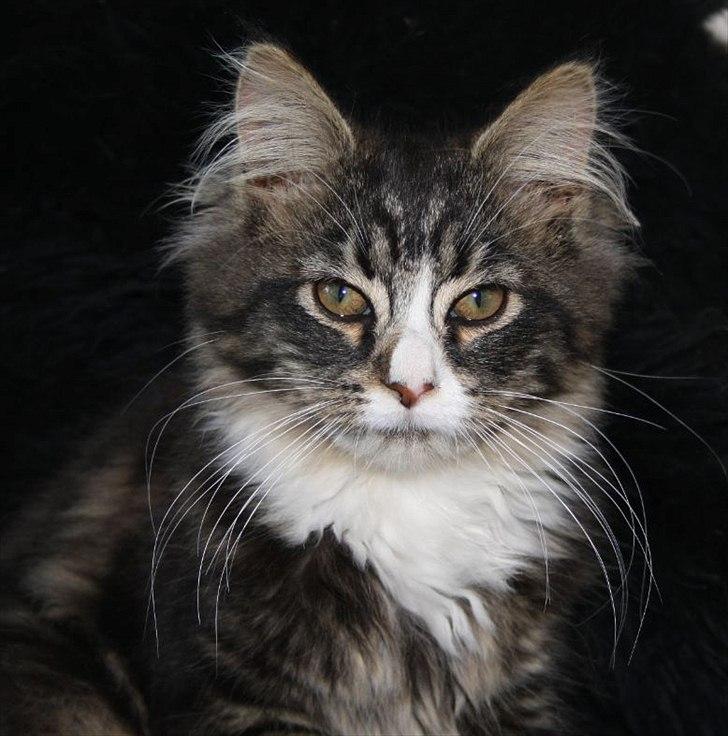 Blanding af racer Laksi - Laksi billede 2