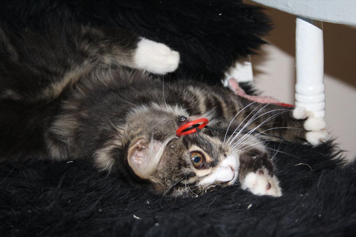 Blanding af racer Laksi billede 3