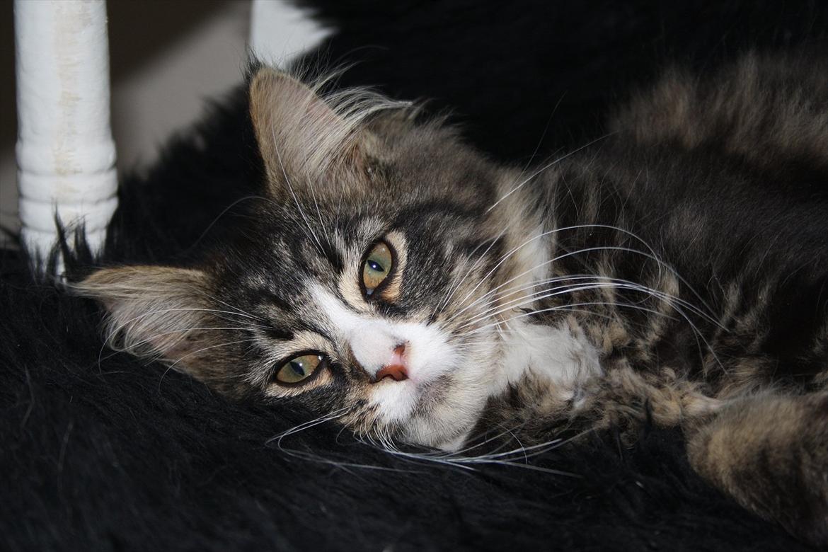 Blanding af racer Laksi billede 5