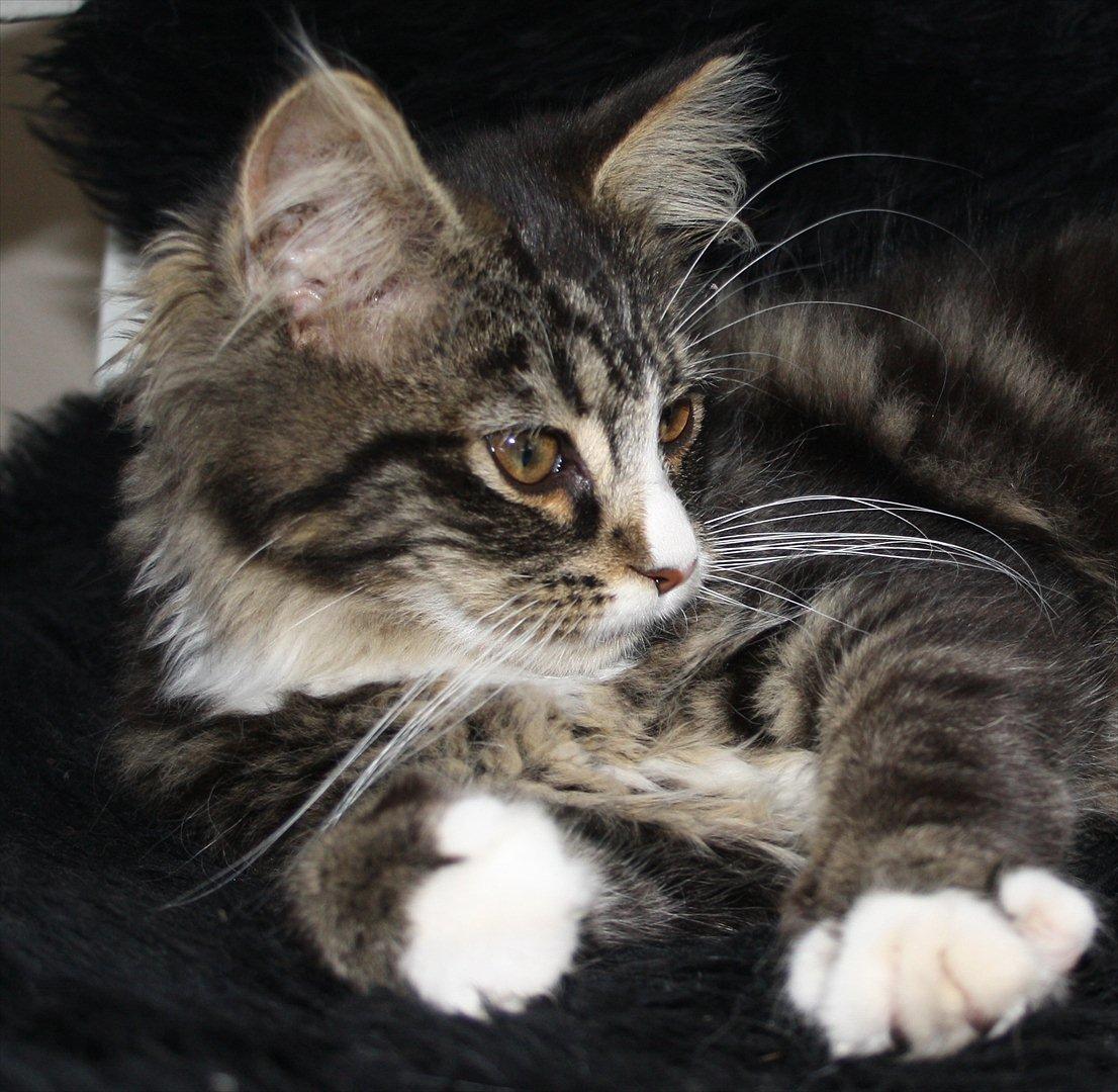 Blanding af racer Laksi billede 6