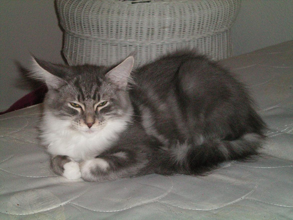 Maine Coon Aeneas #Neas# - Smukke Aeneas. <3 billede 2