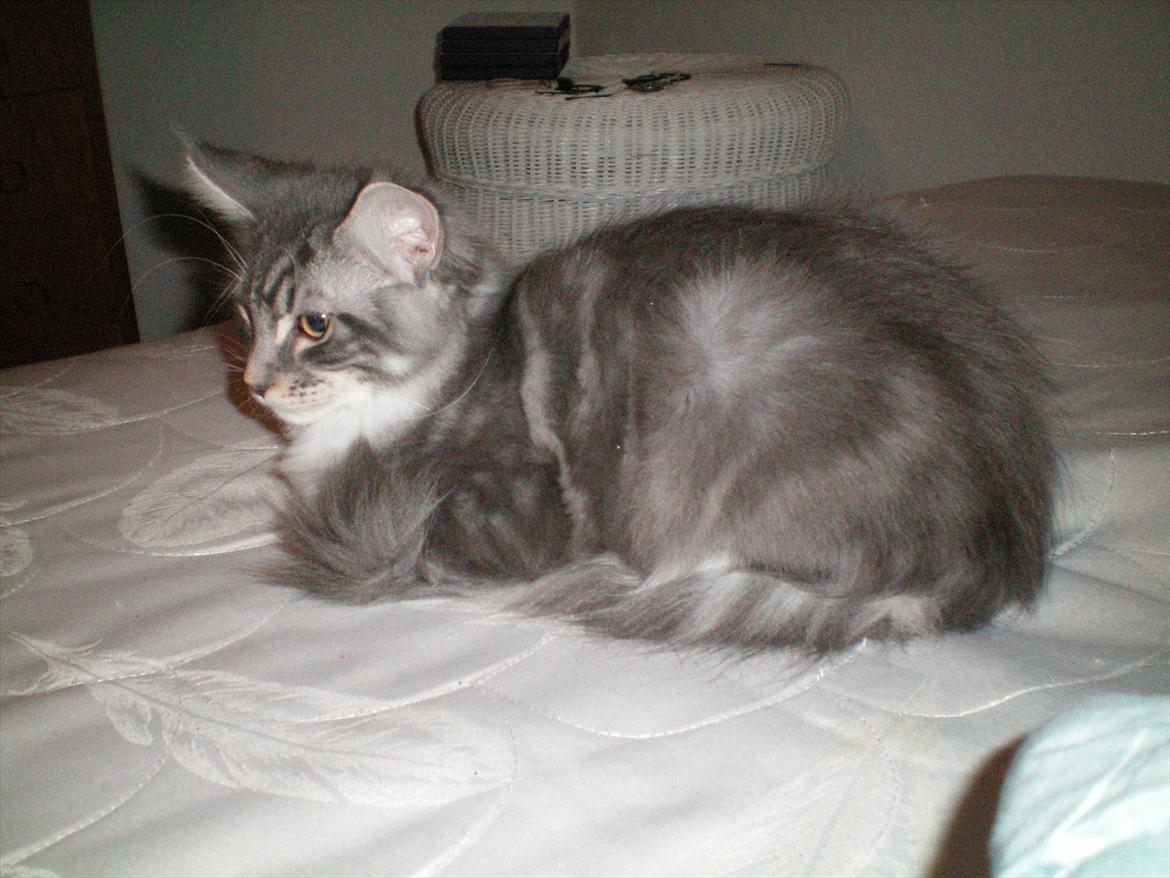 Maine Coon Aeneas #Neas# - Aeneas, da jeg fik ham hjem den 15/10 2011 billede 3