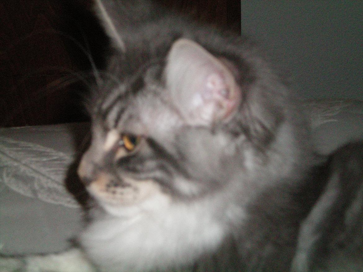 Maine Coon Aeneas #Neas# - Smuk profil. :D billede 4