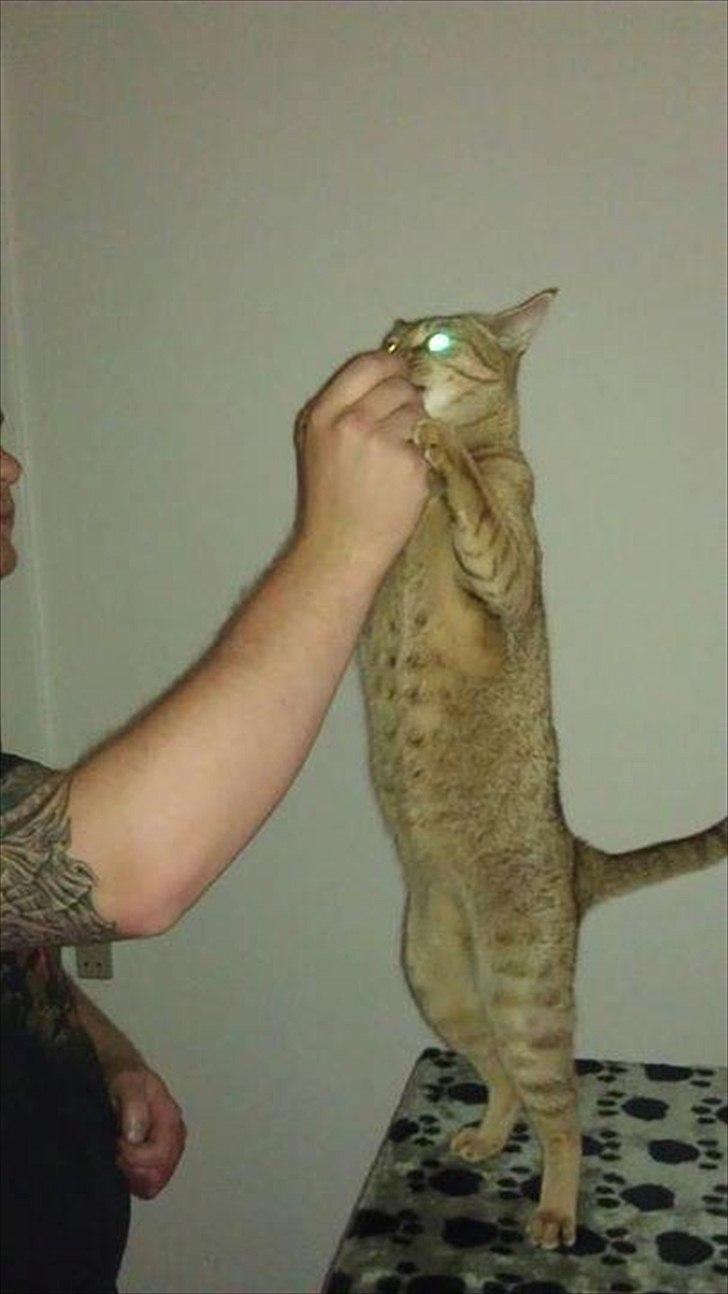 Ocicat Sarah billede 7