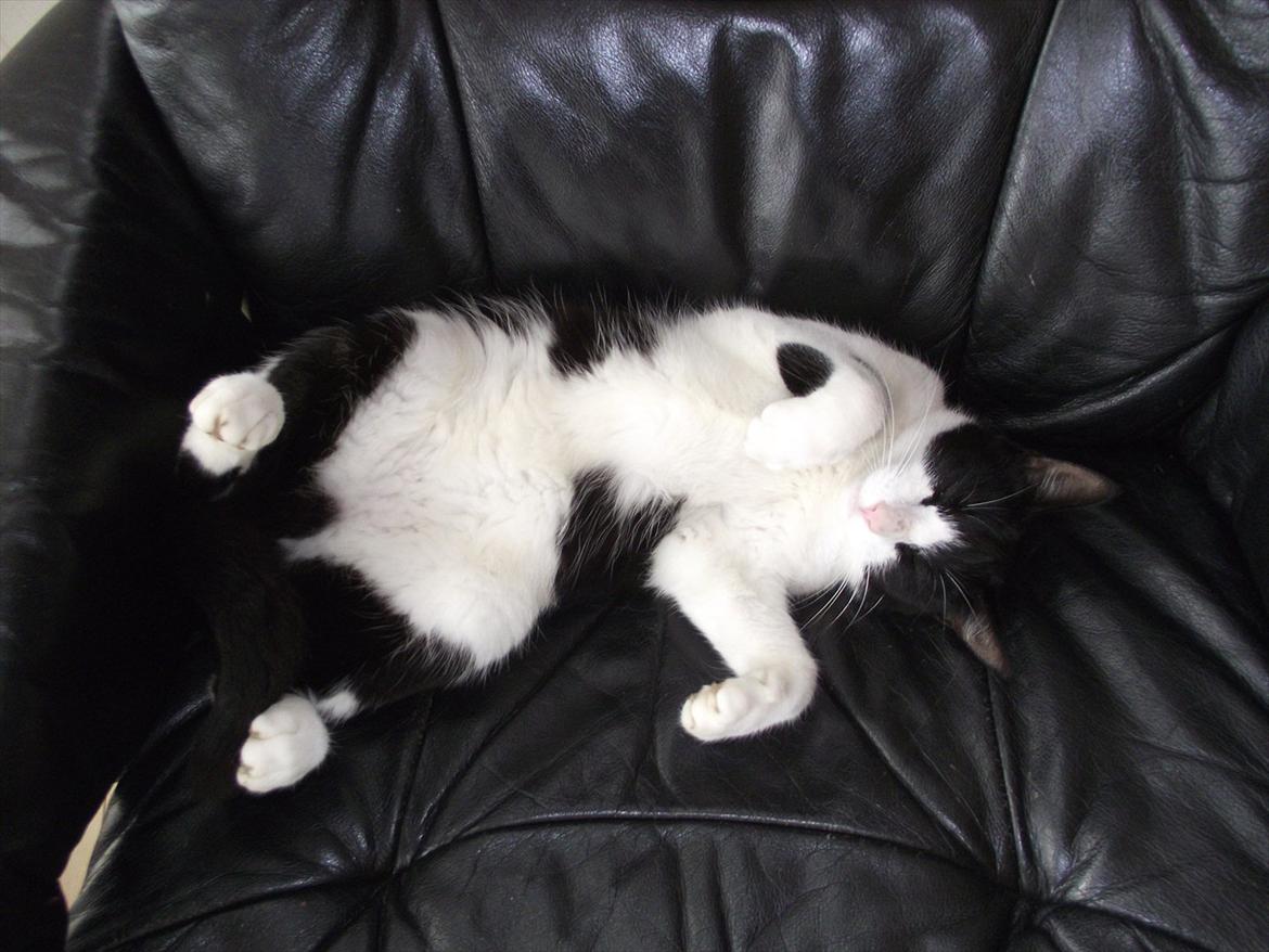 Huskat Sorte billede 3