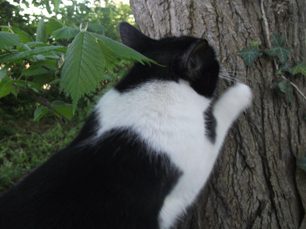 Huskat Sorte billede 4