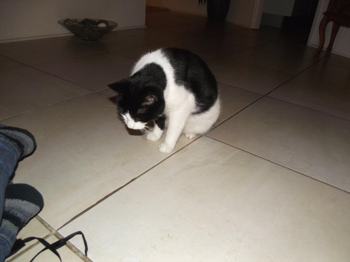 Huskat Sorte billede 5