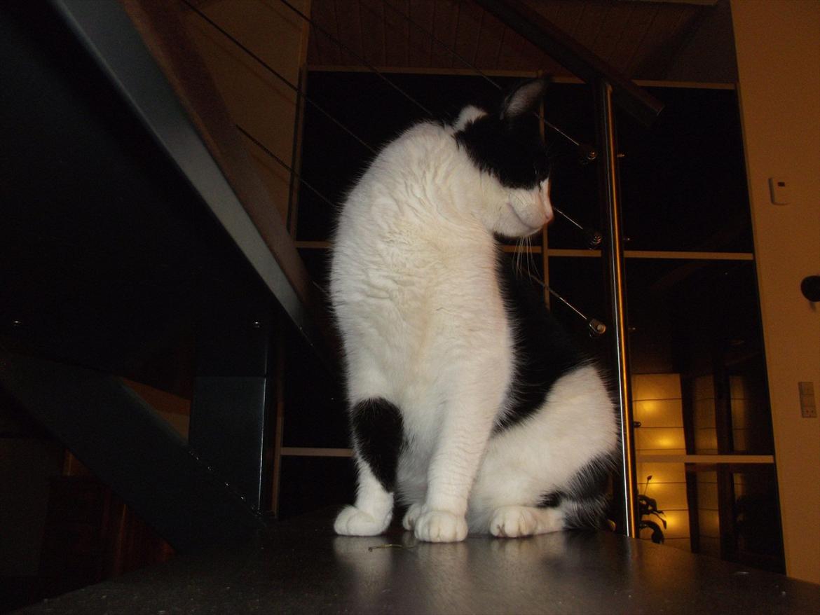 Huskat Sorte billede 7