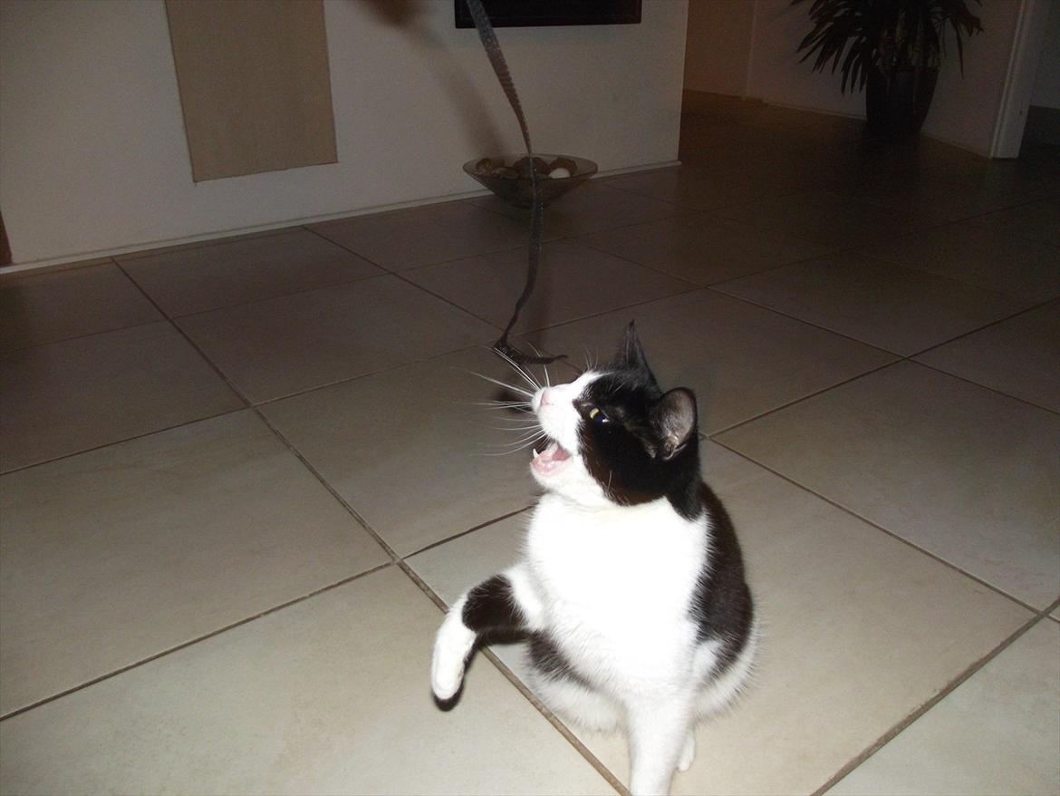 Huskat Sorte billede 8