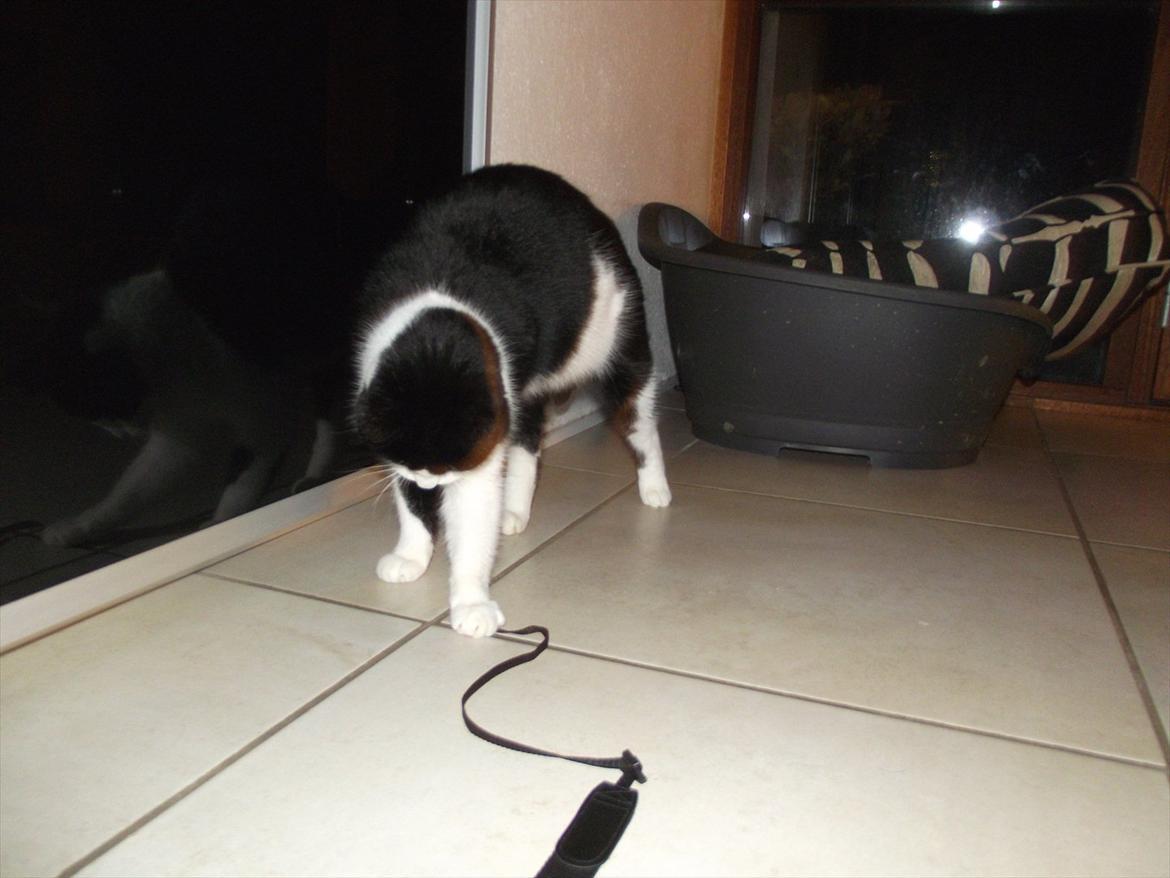 Huskat Sorte billede 9