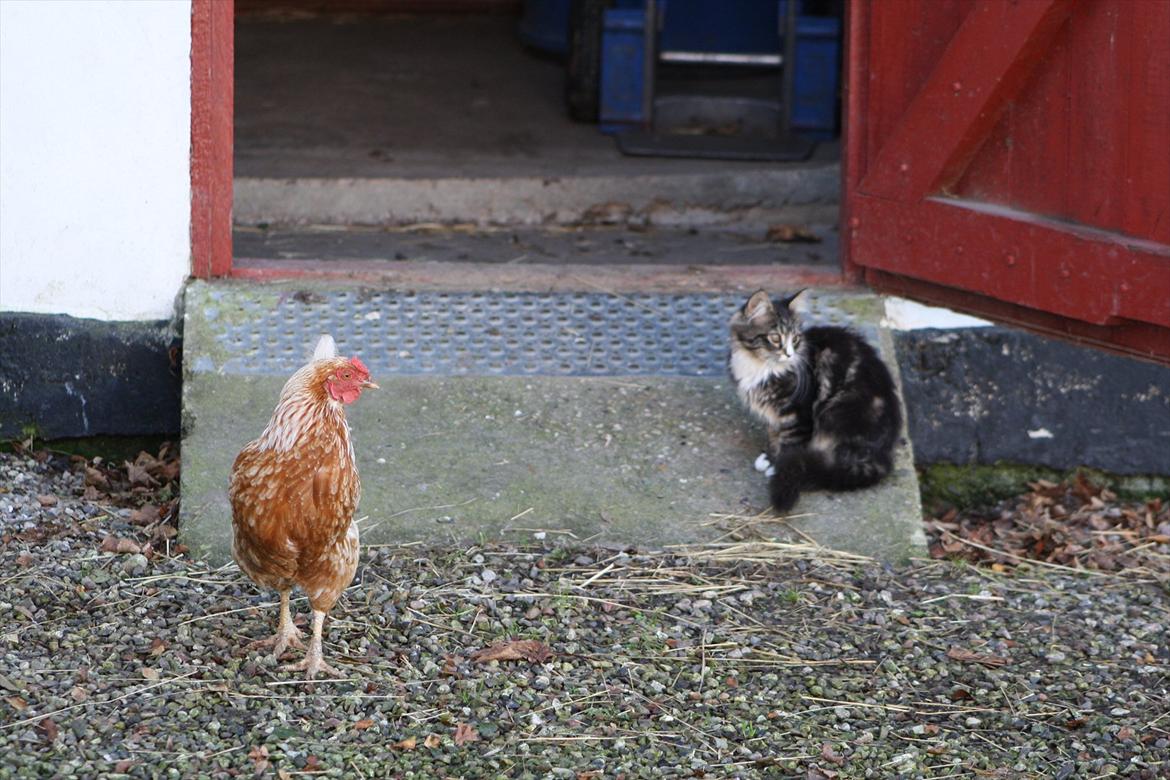 Blanding af racer Laksi billede 7