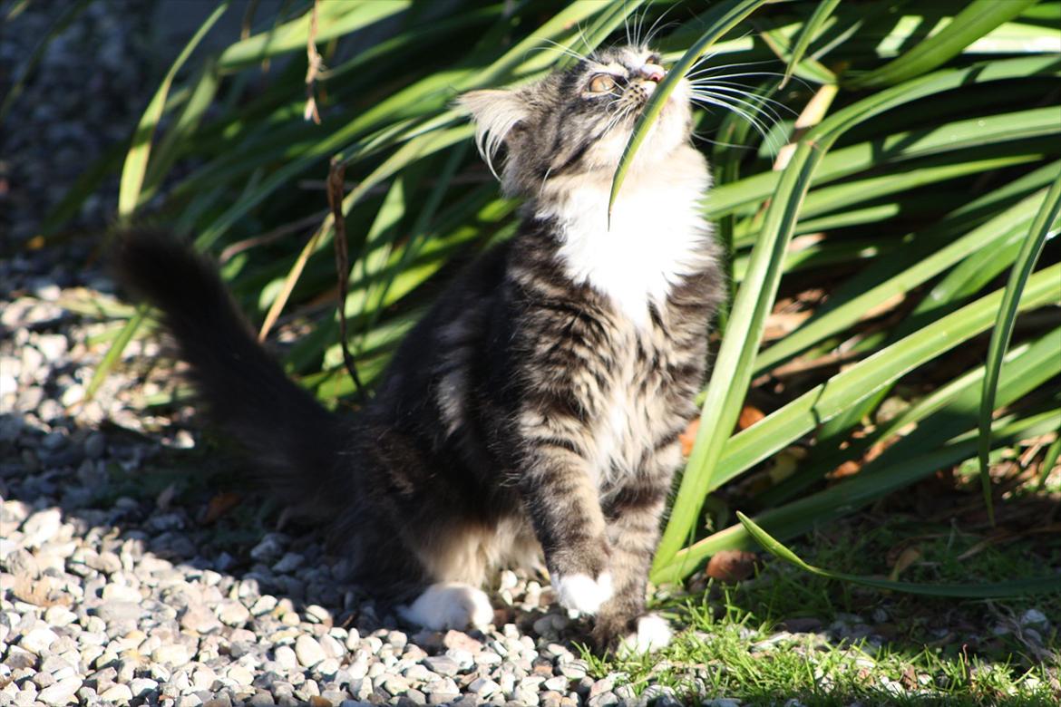 Blanding af racer Laksi billede 8