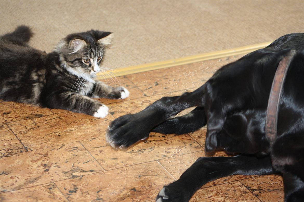 Blanding af racer Laksi billede 9