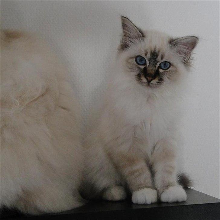 Hellig Birma Bandits Luka billede 2