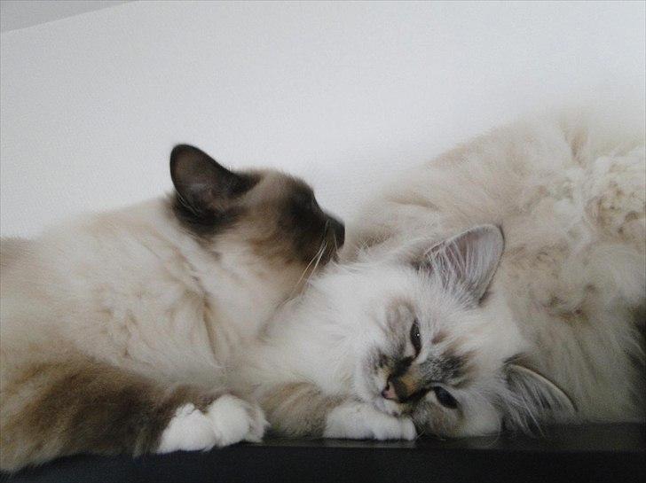 Hellig Birma Bandits Luka billede 3