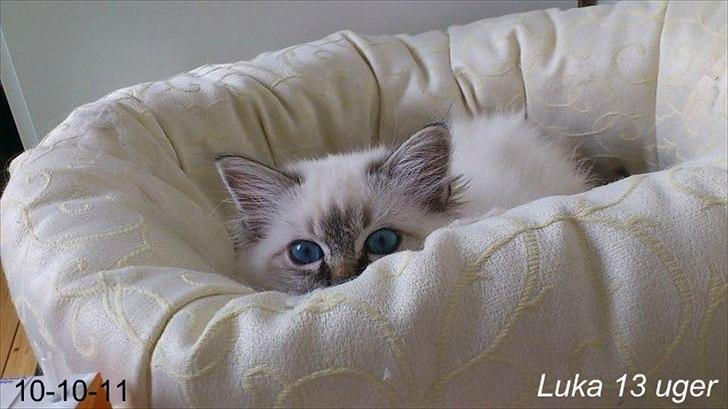 Hellig Birma Bandits Luka - Luka 13 uger  billede 4