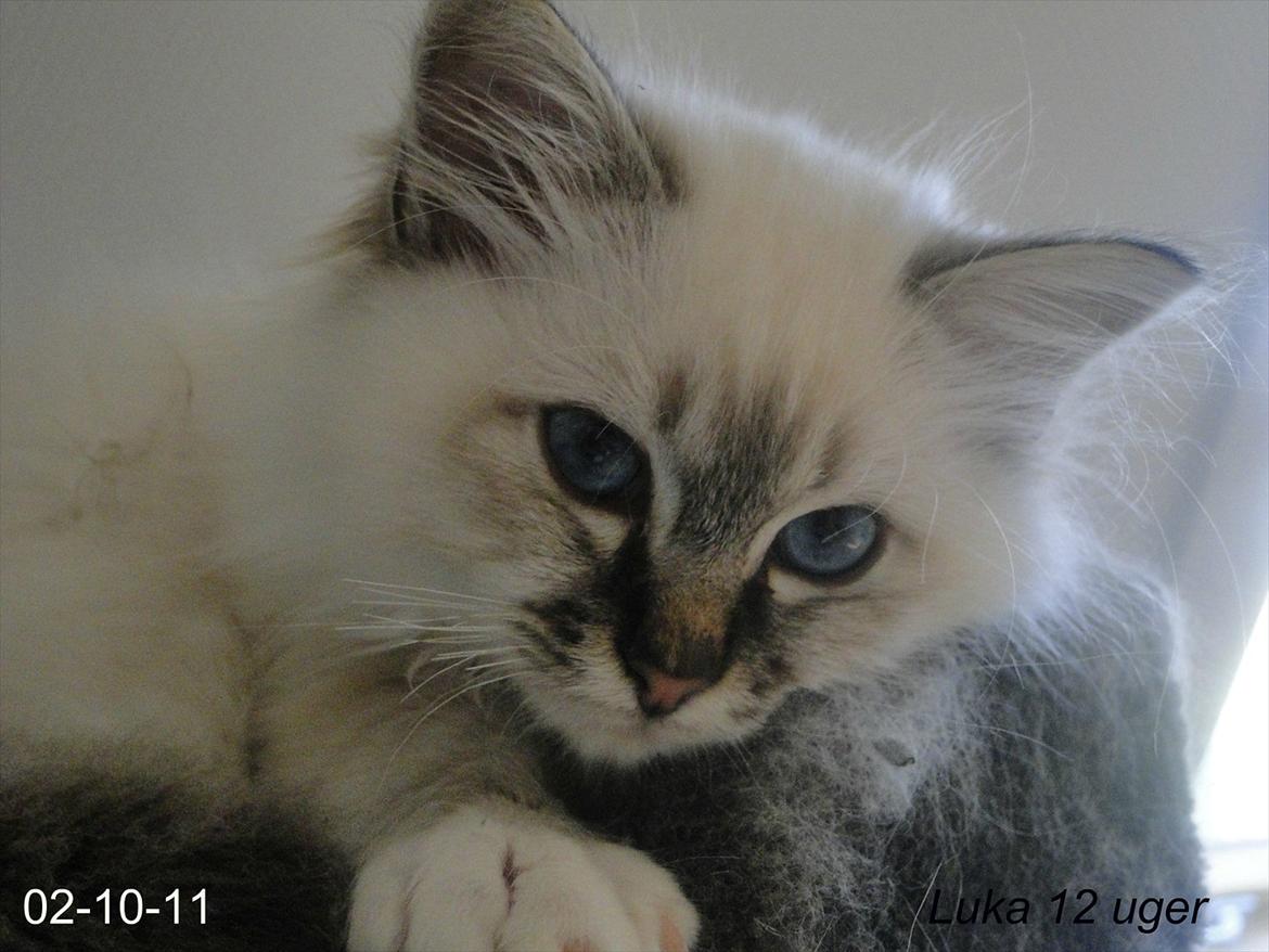 Hellig Birma Bandits Luka - Luka 12 uger billede 5