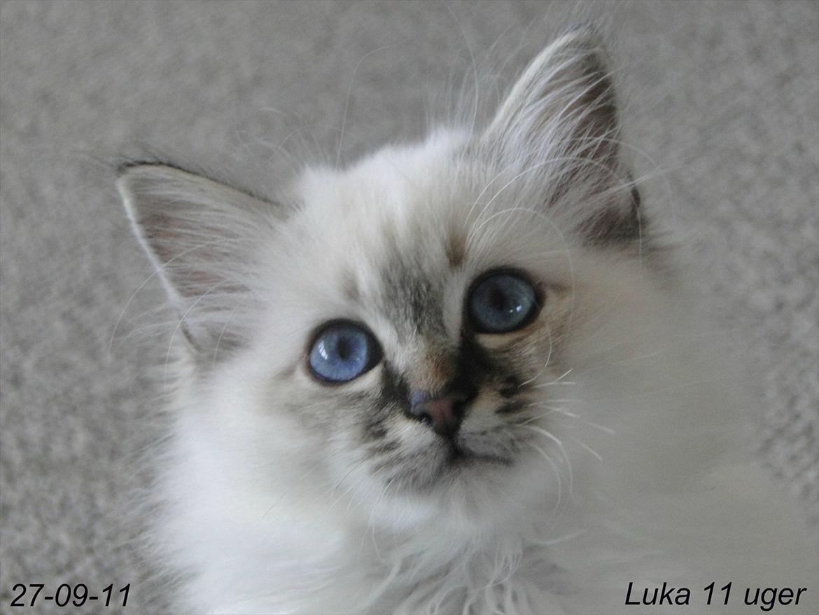 Hellig Birma Bandits Luka - Luka 11 uger billede 6