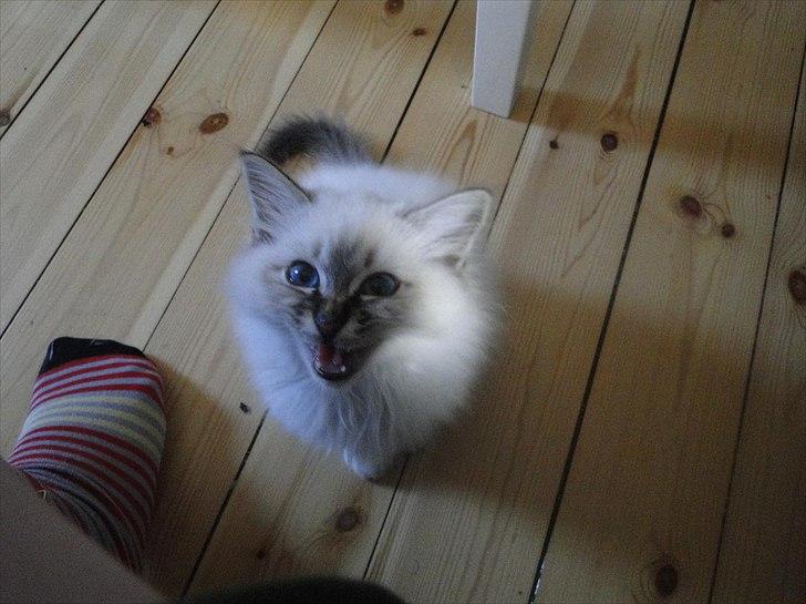 Hellig Birma Bandits Luka billede 7